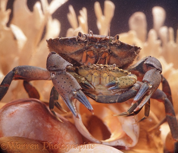 Shore Crab (Carcinus maenas) male holding a small female prior to mating