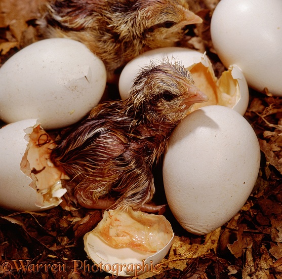 Red Jungle Fowl (Gallus gallus) newborn chicks and eggs hatching.  S.E. Asia