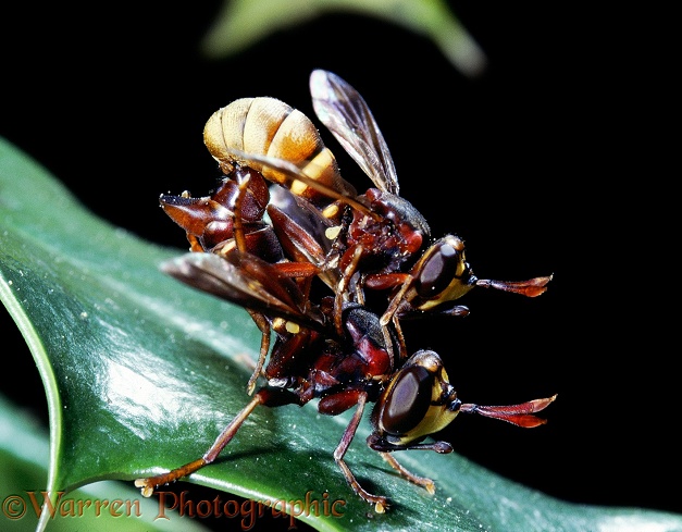 Thick-headed Fly (Conops vesicularis) mating pair