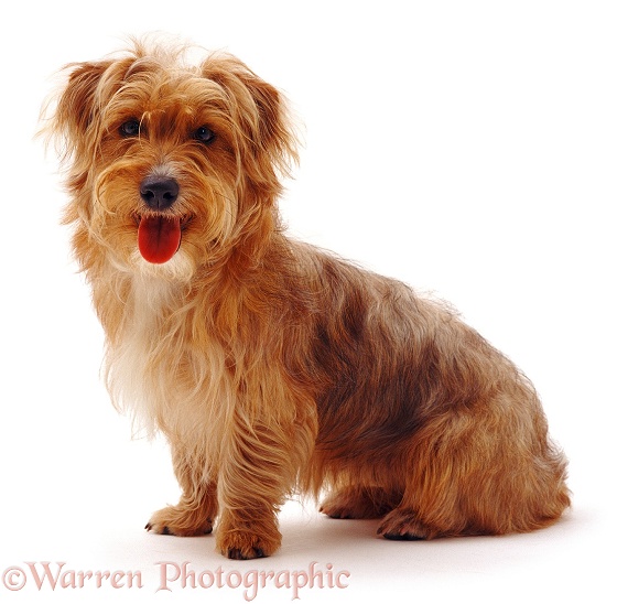 Yorkshire Terrier x Jack Russell dog, Chip, 10 months old, white background