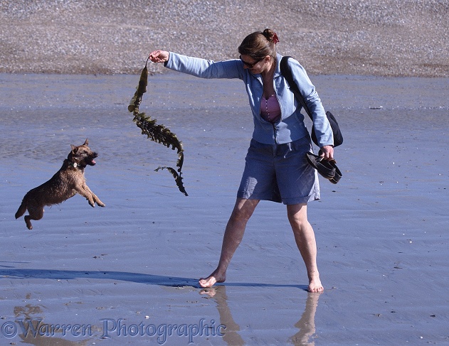 Terrier-cross Tigger leaping for seaweed