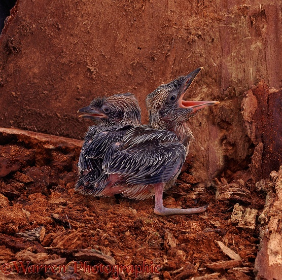Blue-winged Kookaburra (Dacelo leachi) chicks, 22 days old, in the nest.  Australia
