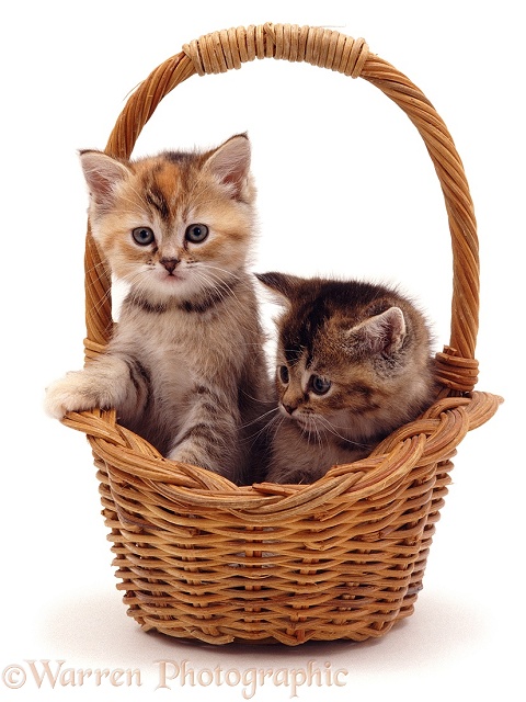 Kittens in a basket, white background
