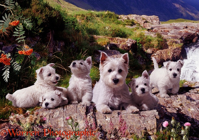 West Highland White terriers in Glen Coe.  Scotland