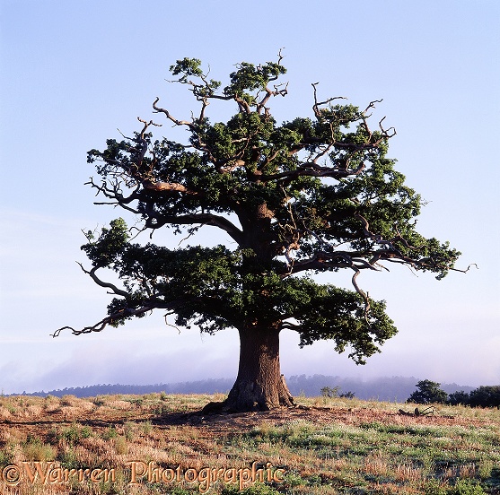 English Oak (Quercus robur) - Summer 2003.  Surrey, England