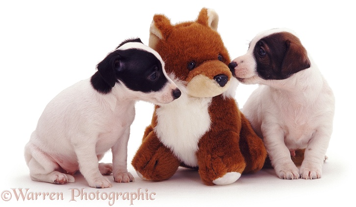 Jack Russell pups with toy fox, white background