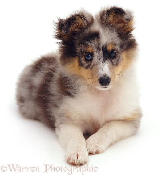 Shetland Sheepdog bitch Sapphire, 10 weeks old, white background