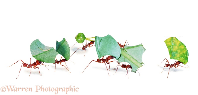Leaf-cutting ants or Bachacs (Atta cephalotes) carrying leaf sections back to the nest, white background