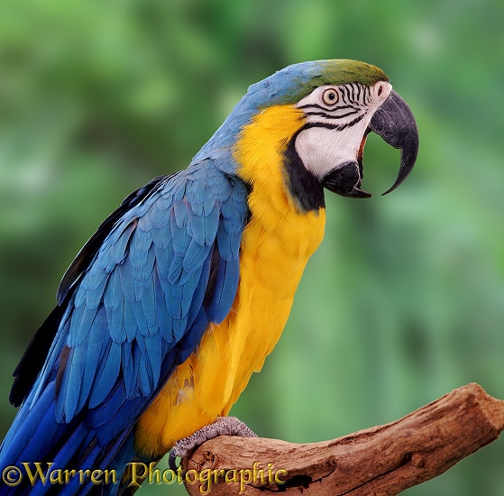 Blue and Yellow Macaw (Ara ararauna) yawning.  South America