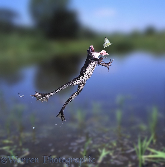 Edible Frog (Rana esculenta) leaping to catch a passing white butterfly