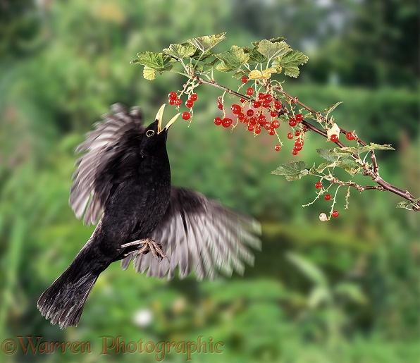 Blackbird (Turdus merula) male flying up to pick a red currant.  Europe