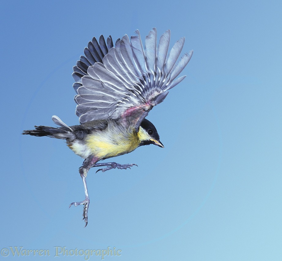 Great Tit (Parus major) juvenile on maiden flight.  Britain & Europe