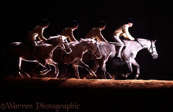 Welsh Pony Joy at fast canter.  Four images at half second intervals