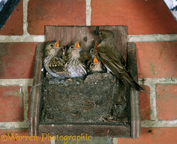 Spotted Flycatcher (Muscicapa striata) at nest feeding young