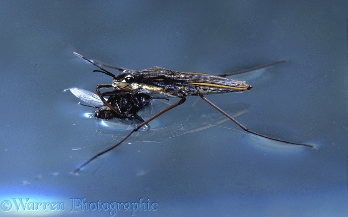 Pond Skater (Gerris lacustris) with fly prey