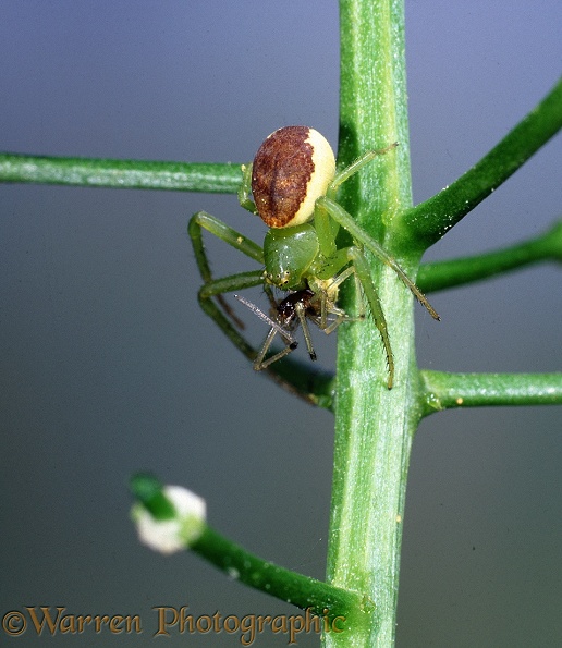 Crab Spider (Diaea dorsata) female eating its mate.  Britain & Europe