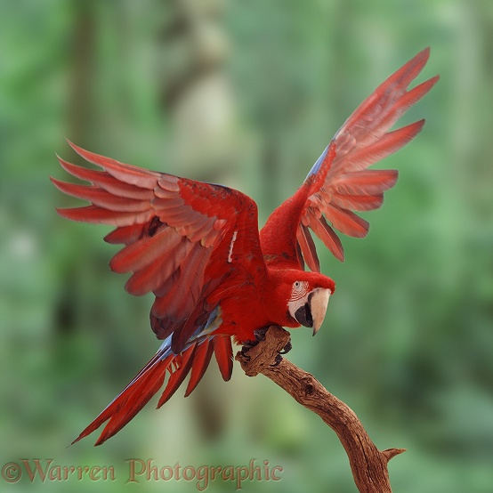 Green-winged Macaw (Ara chloroptera).  South America