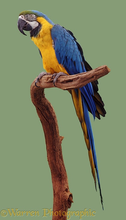 Blue and Yellow Macaw (Ara ararauna).  South America