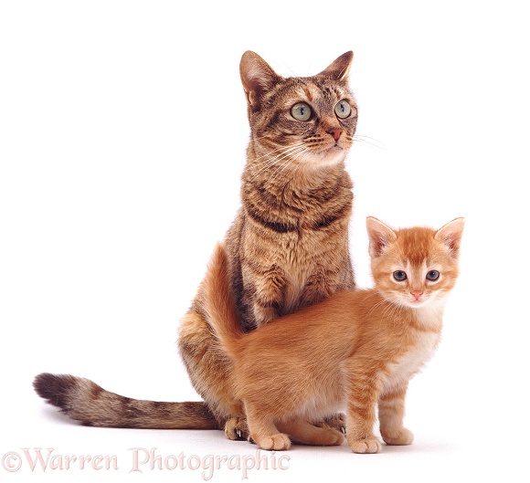Tabby mother cat Dainty with 6-week-old kitten, white background