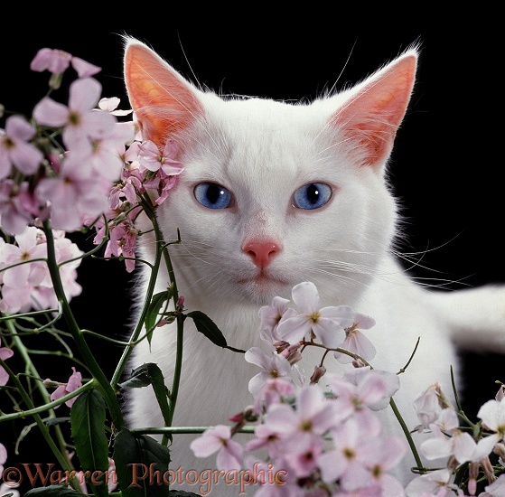 Portrait of blue-eyed white cat (hearing) male, 6 months old, with Sweet Rocket