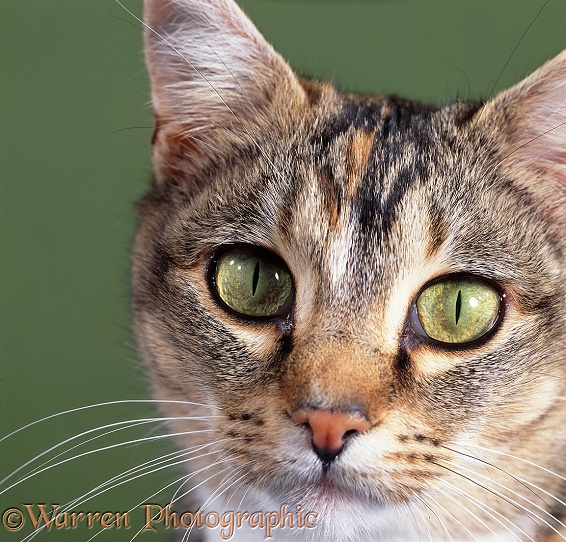 Tabby tortoiseshell cat with pupils closed in bright light
