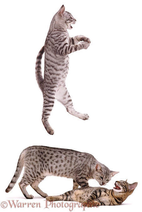 Egyptian Mau female cat and kittens. One kitten playfully leaping, white background