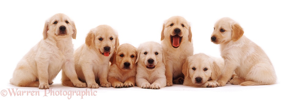 Retriever puppies, white background