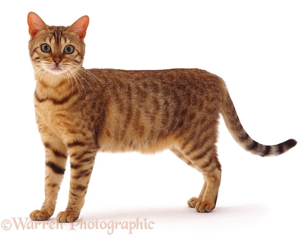 Brown spotted Bengal female cat Indra, white background