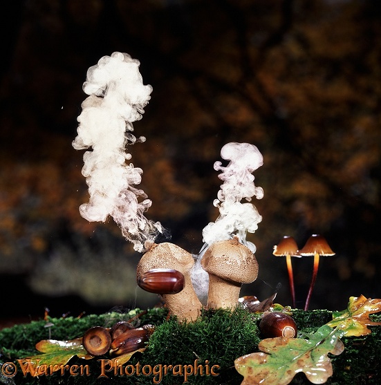 Puffballs (Lycoperdon pyriforme) with clouds of spores discharged by a falling acorn.  Europe including Britain