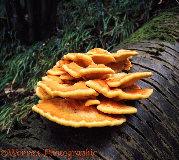 Sulphur Polypore or Chicken of the Woods (Laetiporus sulphureus) growing on rotting cherry trunk.  Europe including Britain