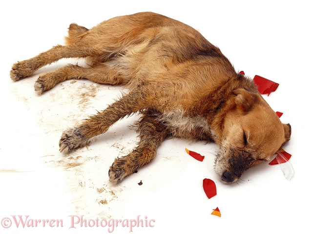 Lakeland Terrier x Border Collie bitch Bess, unconscious after being hit by a car, white background