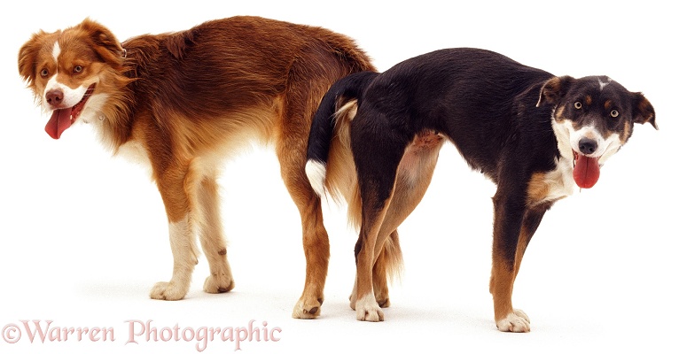 Border Collies Brak and Sky, tied during mating, white background