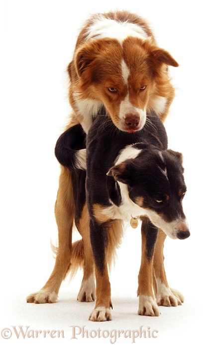 Border Collies Brak and Sky, mating, white background