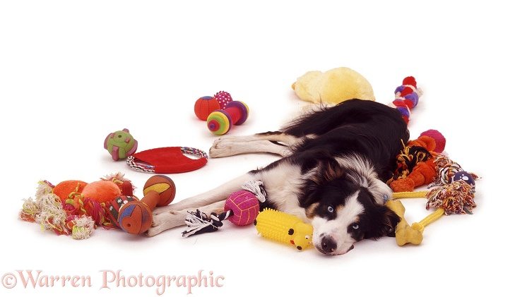 Border Collie Baloo surrounded by toys, white background