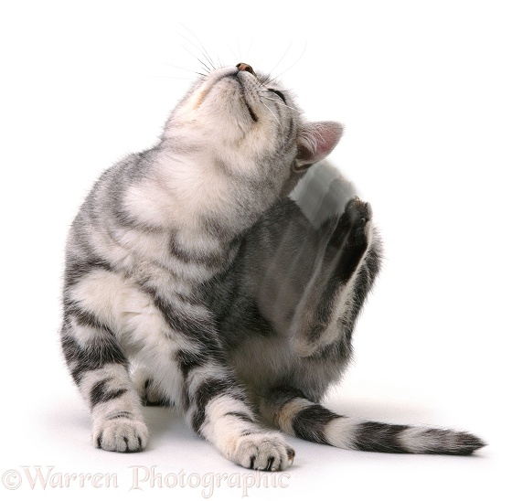 Silver tabby cat Butterfly scratching his ear, white background