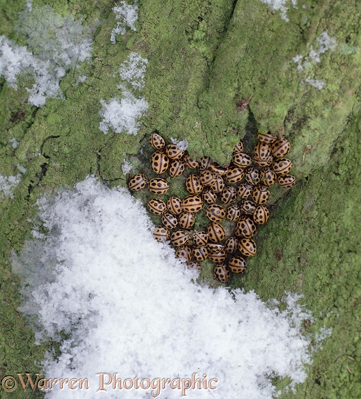 14-spot Ladybird or Ladybug (Propylea 14-punctata) hibernating cluster amid snow on exposed Hornbeam in January