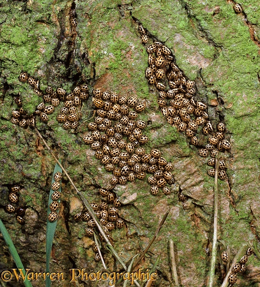 14-spot Ladybird or Ladybug (Propylea 14-punctata) hibernating cluster at base of exposed Ash in December