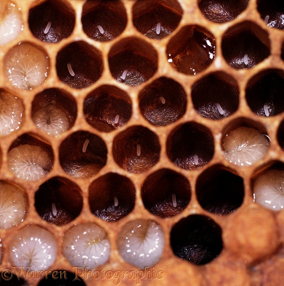 Honey Bee (Apis mellifera) cells with eggs and larvae