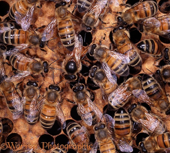Honey Bee (Apis mellifera) queen surrounded by workers as she lays an egg in a cell