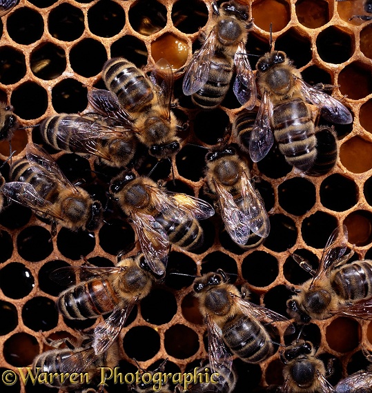 Honey Bee (Apis mellifera) worker with full pollen sacs executing waggle dance, watched by other workers