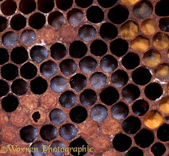 Honey Bee (Apis mellifera) larvae curled within cells