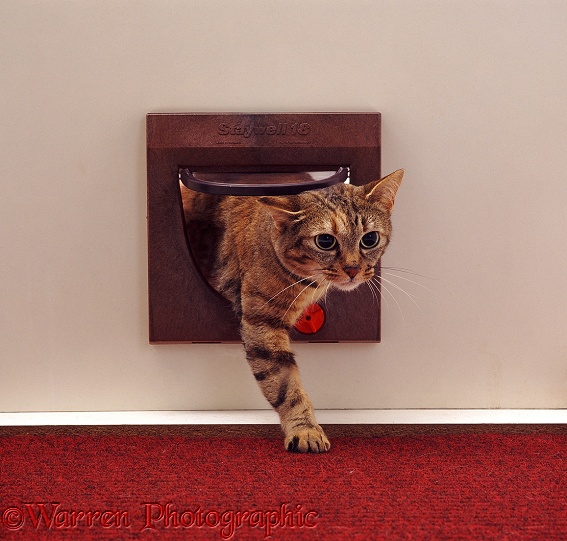 Tabby cat Dainty, coming through a cat flap
