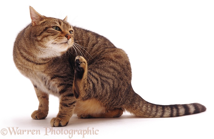 Striped tabby male cat Nemo scratching his face, white background
