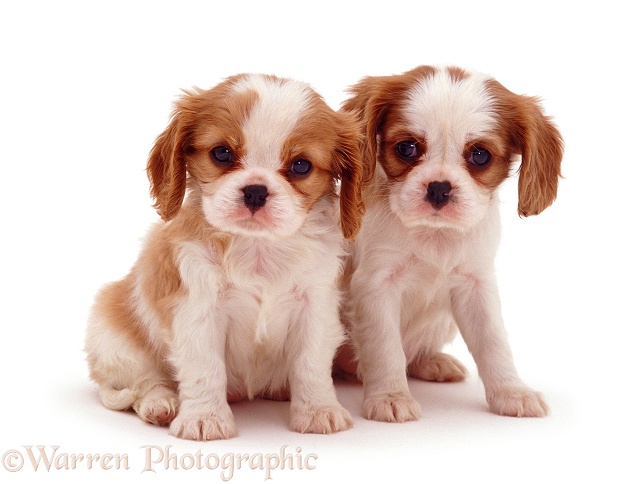 Cavalier King Charles pups, white background