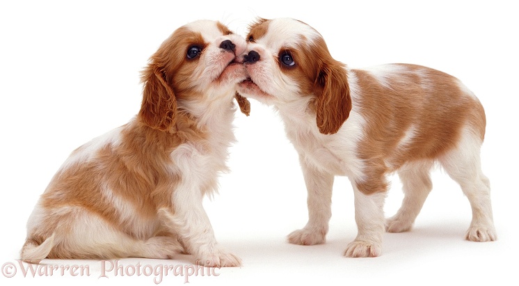 Cavalier King Charles pups, white background
