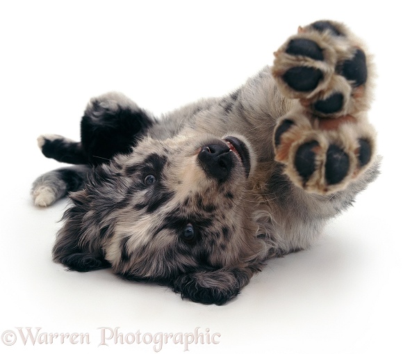 Blue merle Border Collie pup Ash lying upsidedown, white background