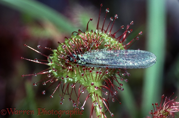 Round-leaved Sundew (Drosera rotundifolia) leaf holding lacewing, showing hairs bending in towards prey.  Europe including Britain