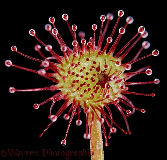 Round-leaved Sundew (Drosera rotundifolia) leaf showing hairs bending towards small fly prey.  Europe including Britain