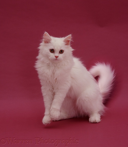 White Persian-cross catten Tommy (Cobweb x Annie) on pink background