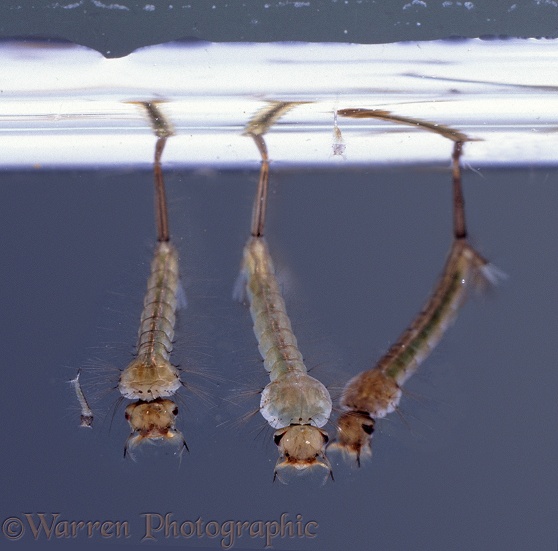 Mosquito (Culex pipiens) larvae at the water surface